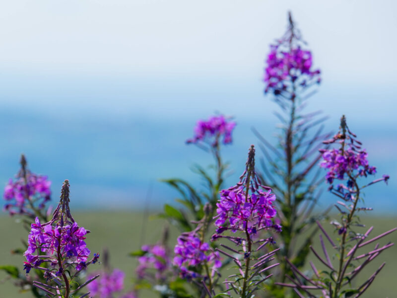 Photo d'Olivier DOLL de fleurs violette
