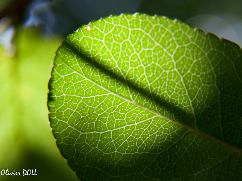 Photo d'une feuille