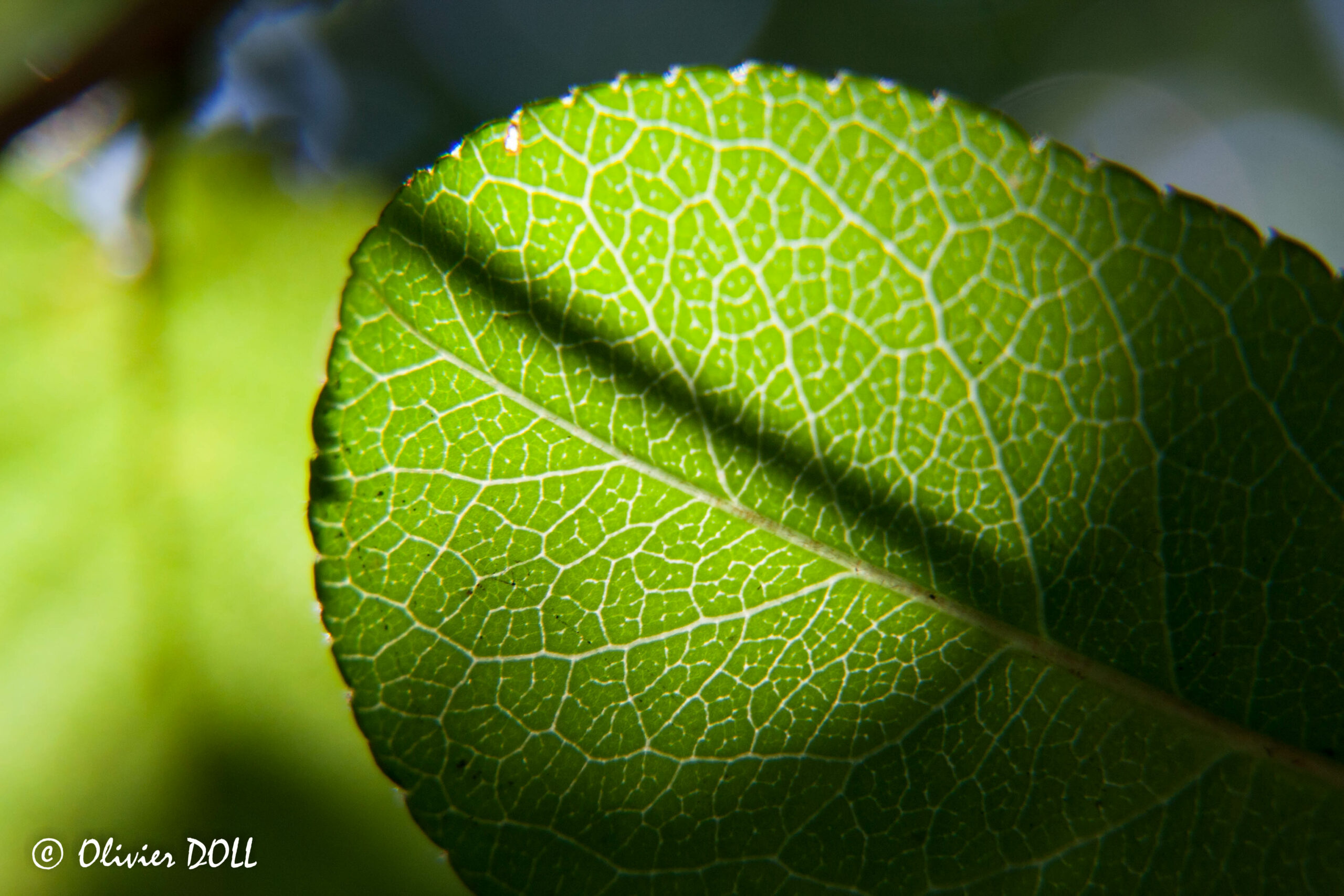 Photo d'une feuille