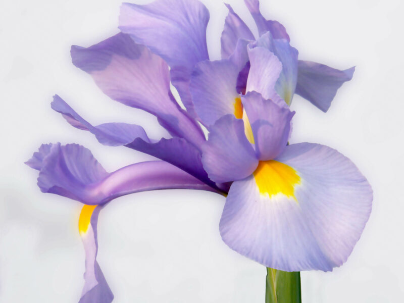 Photo d'une fleur